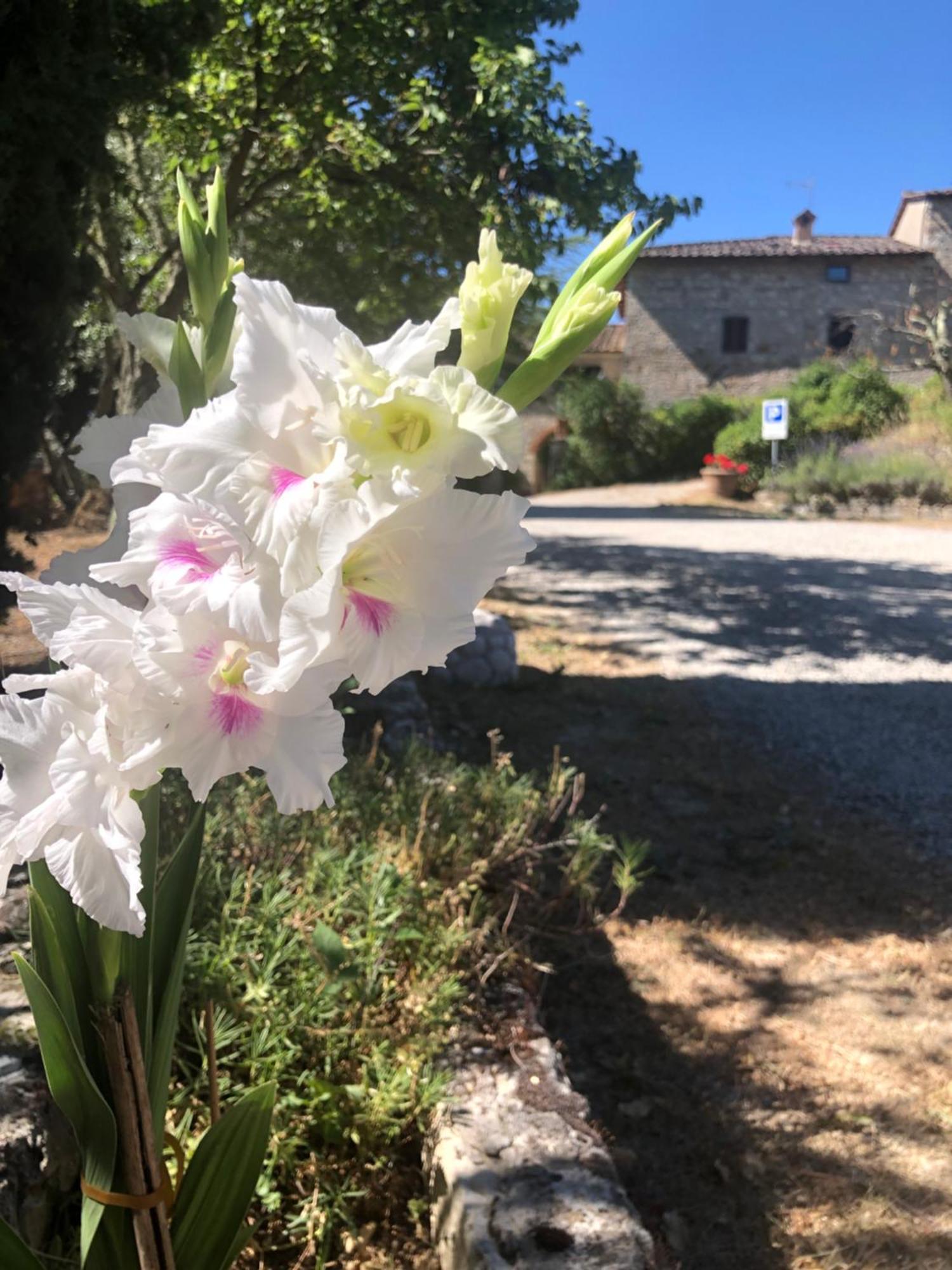 Agriturismo Malpensata Radda in Chianti Eksteriør billede